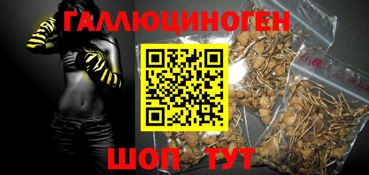 Томск  Псилоцибиновые грибы прущие грибы  Вход с VPN  Галлюциногенные грибы Cubensis 